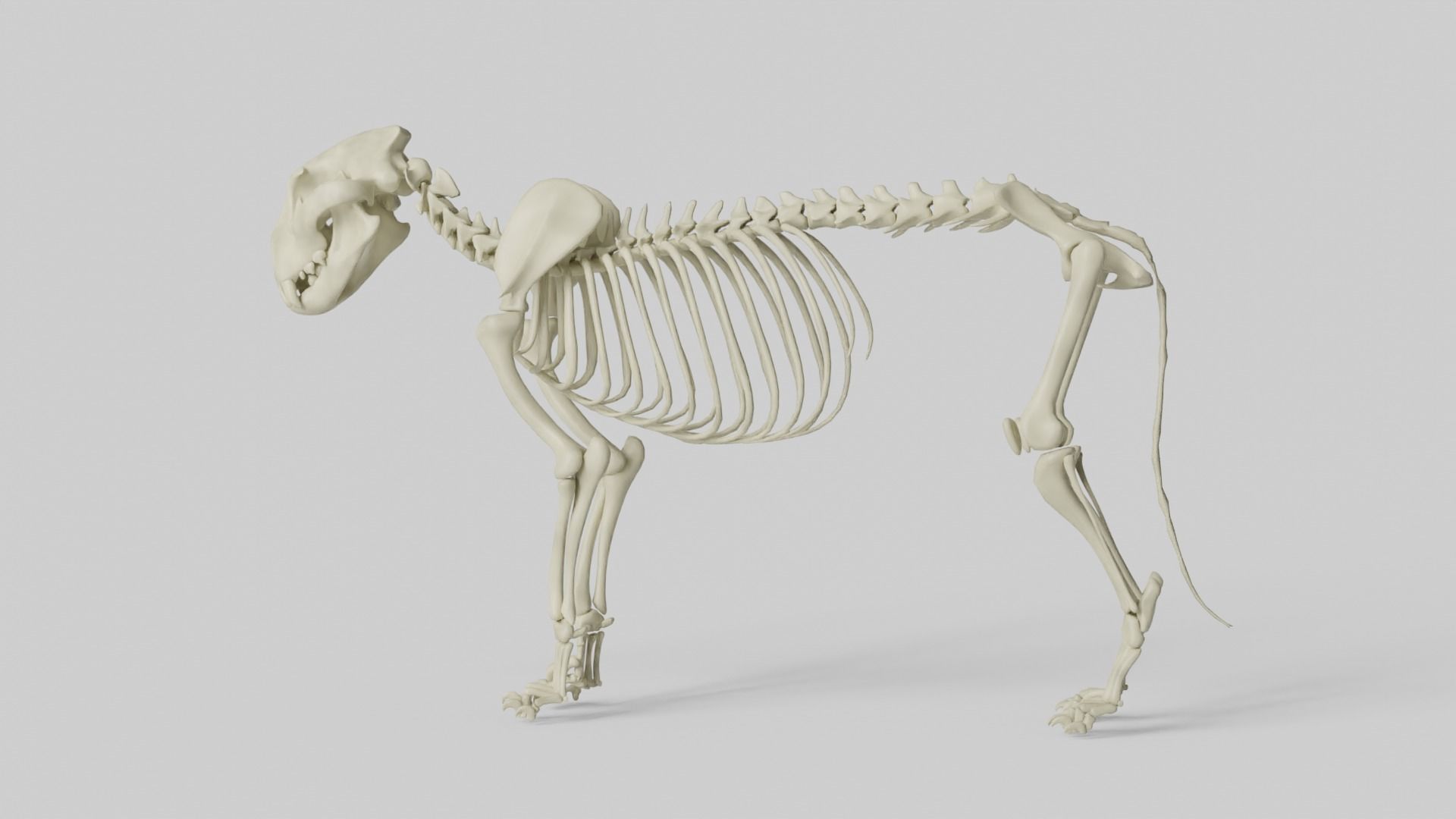 Lion Skeleton 3D model_11