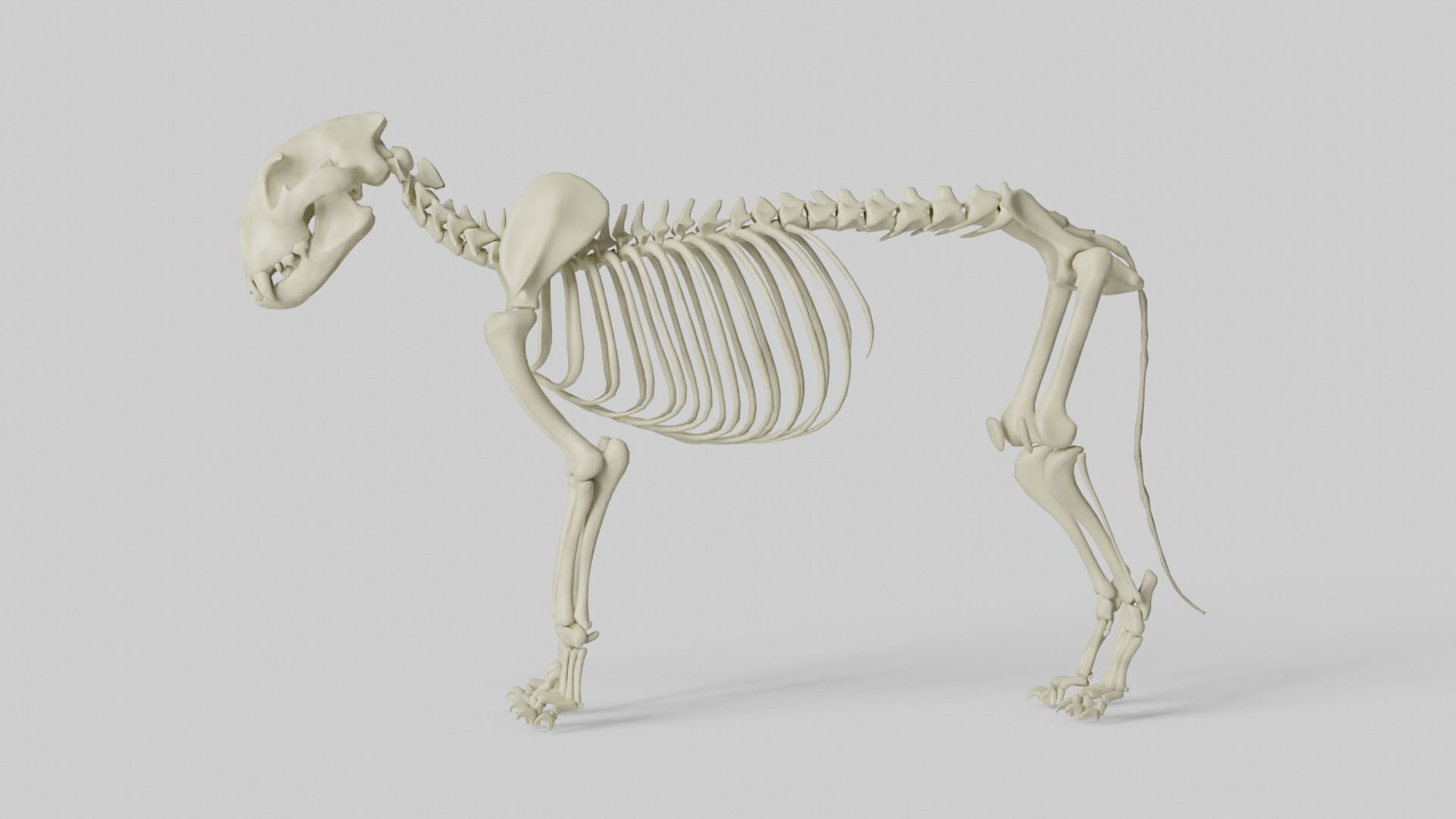 Lion Skeleton 3D model_10