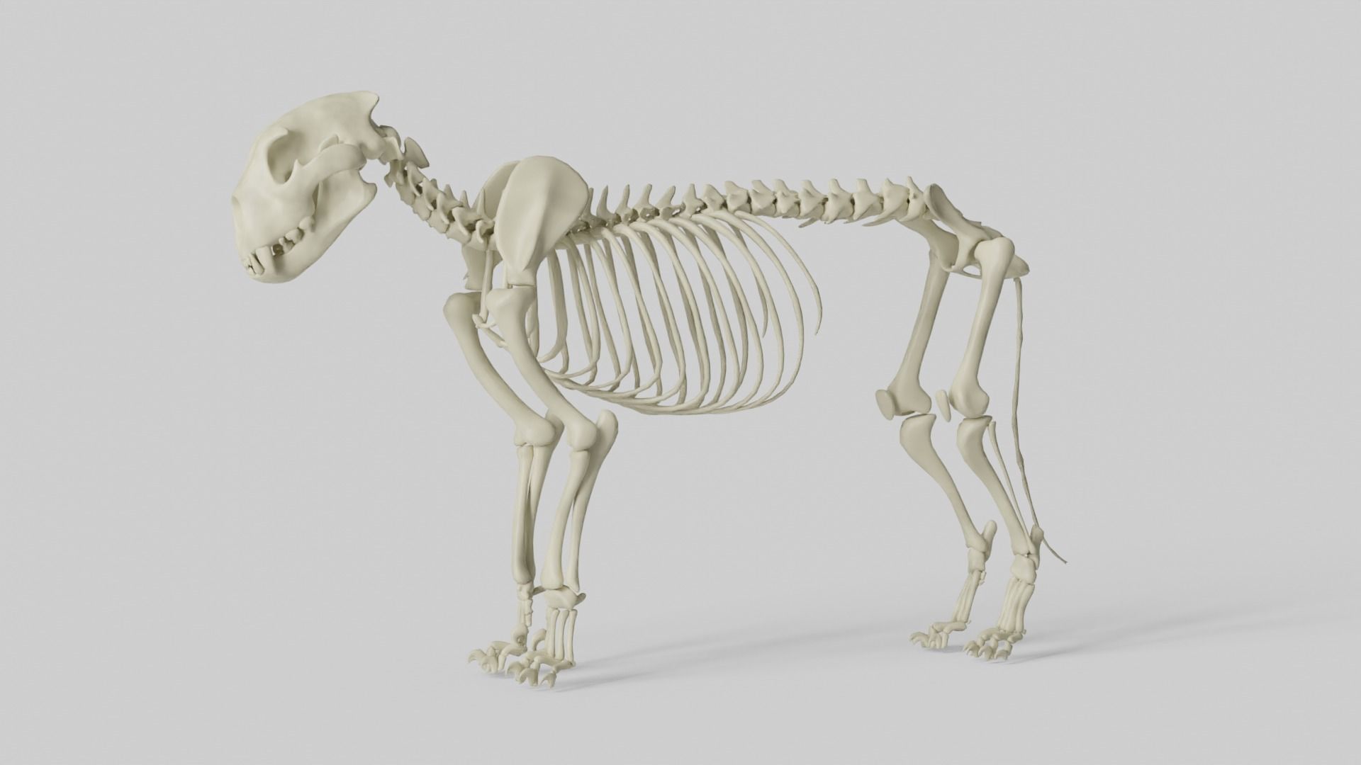 Lion Skeleton 3D model_9