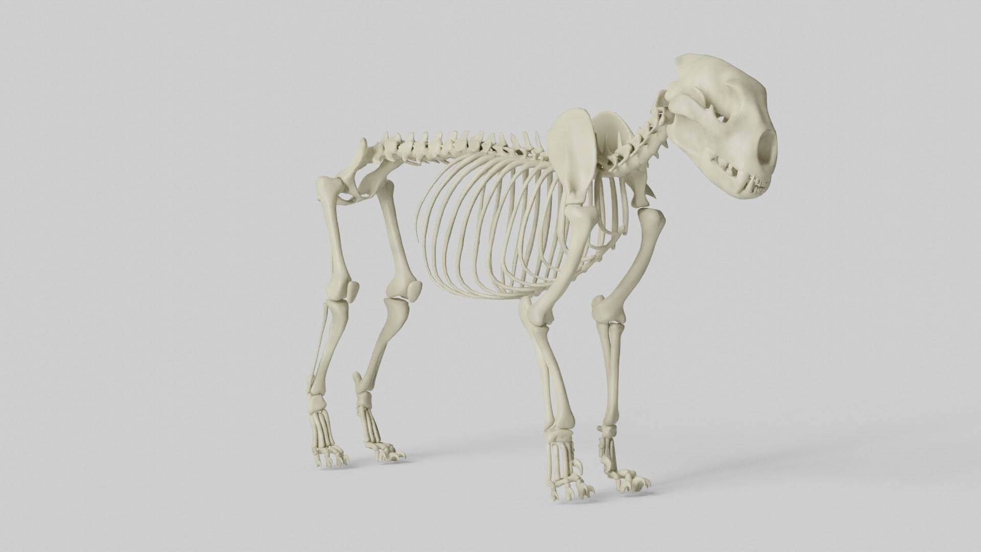 Lion Skeleton 3D model_3