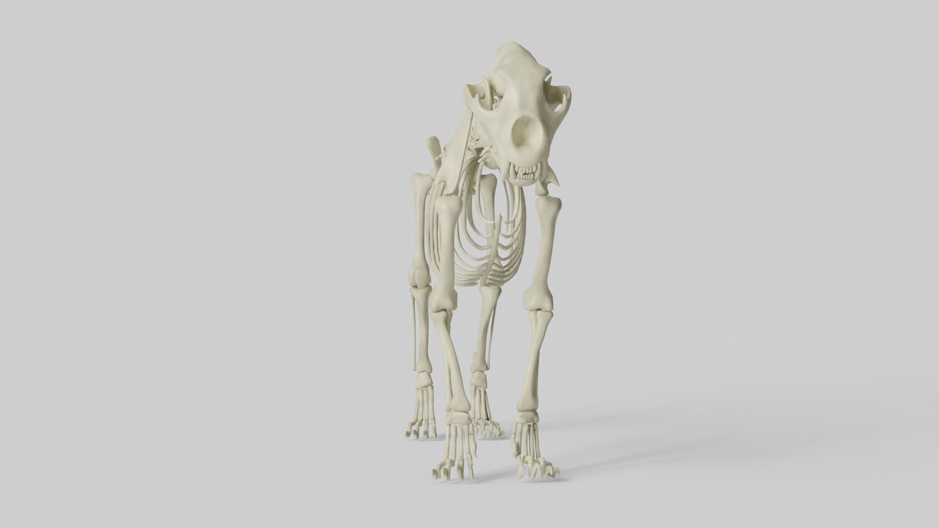 Lion Skeleton 3D model_5