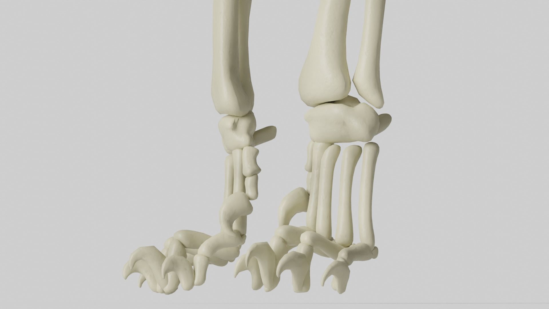Lion Skeleton 3D model_2