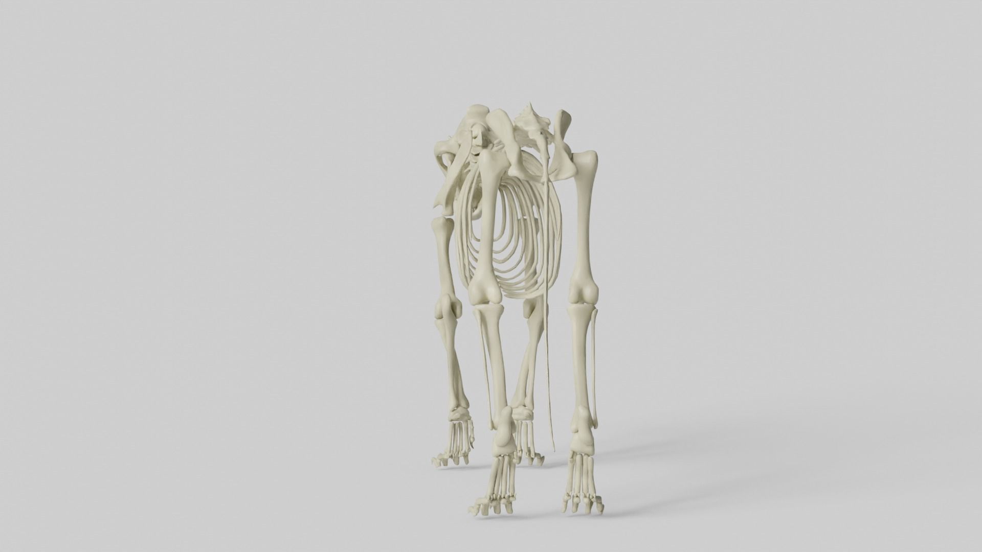 Lion Skeleton 3D model_15