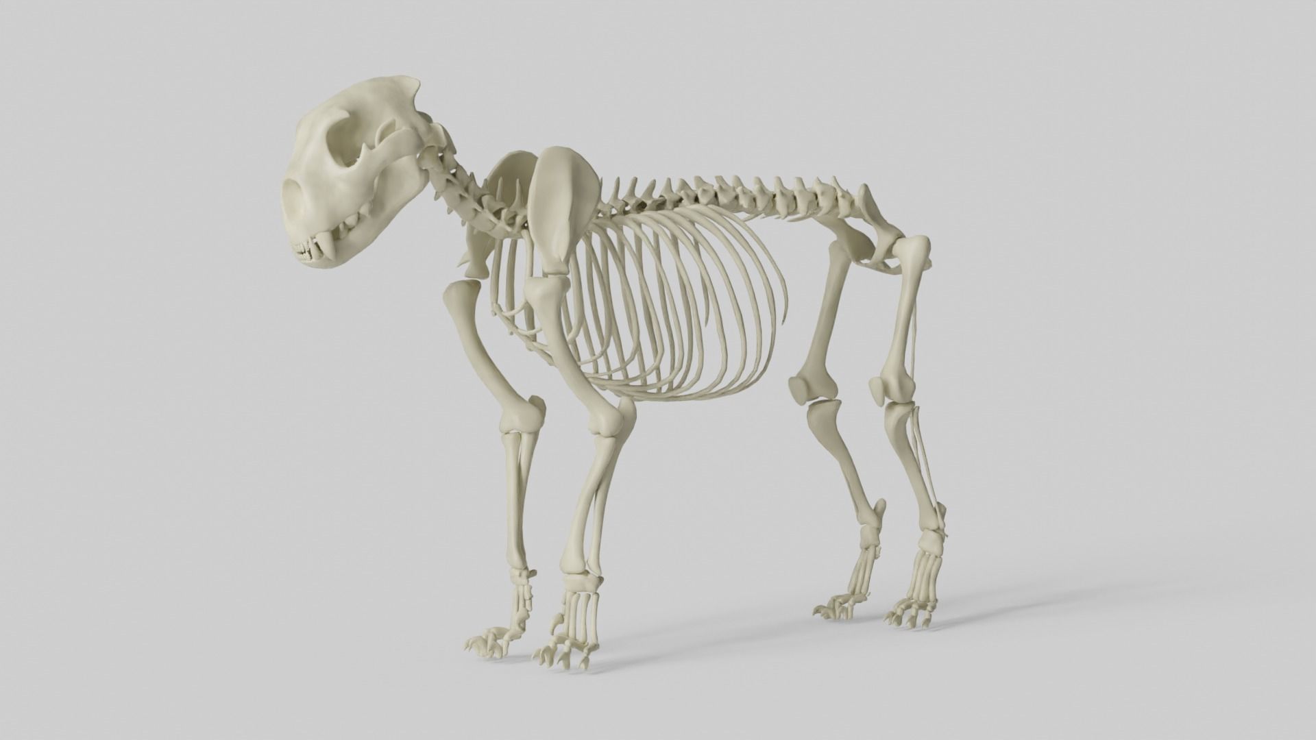 Lion Skeleton 3D model_8