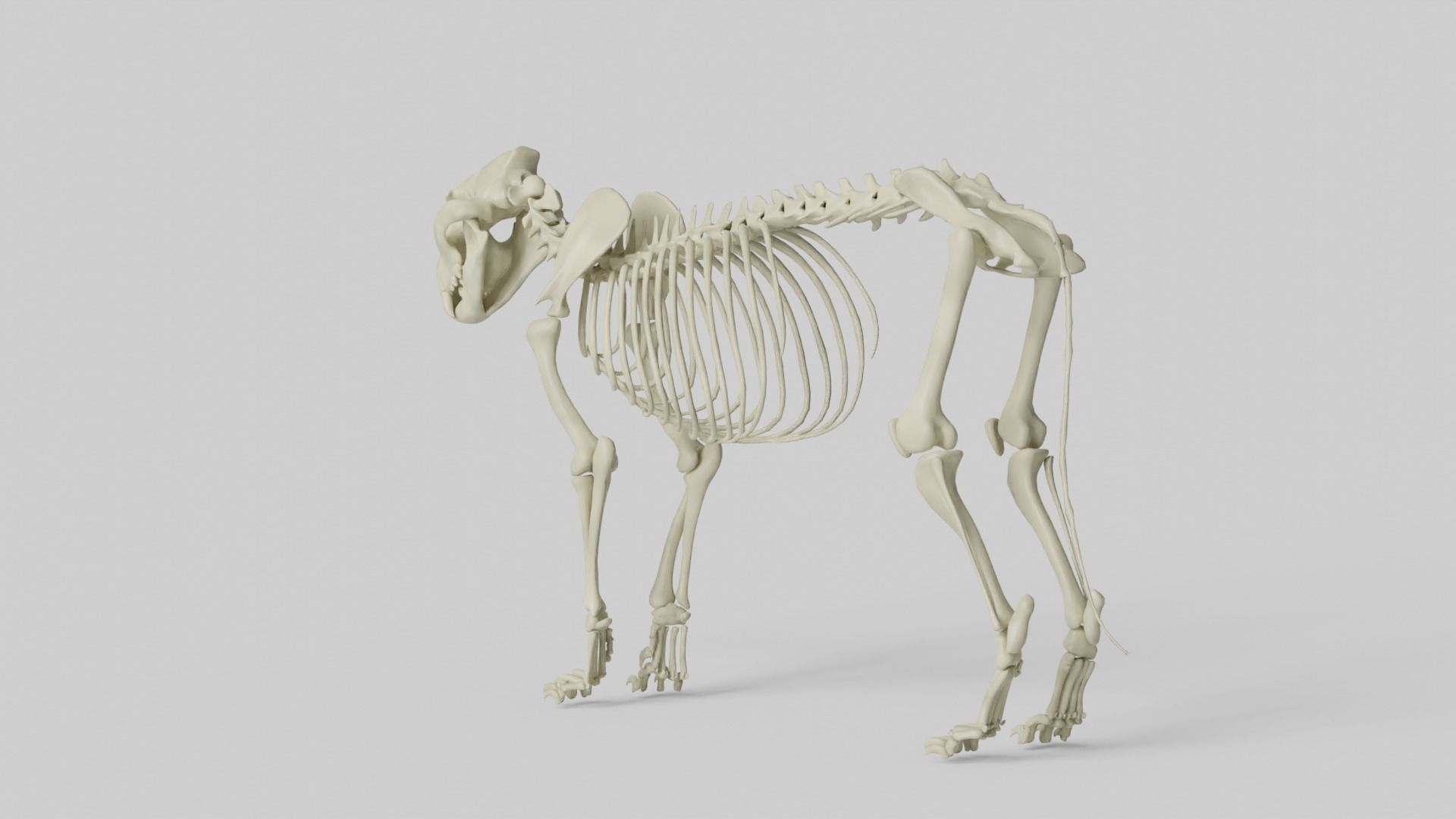 Lion Skeleton 3D model_13