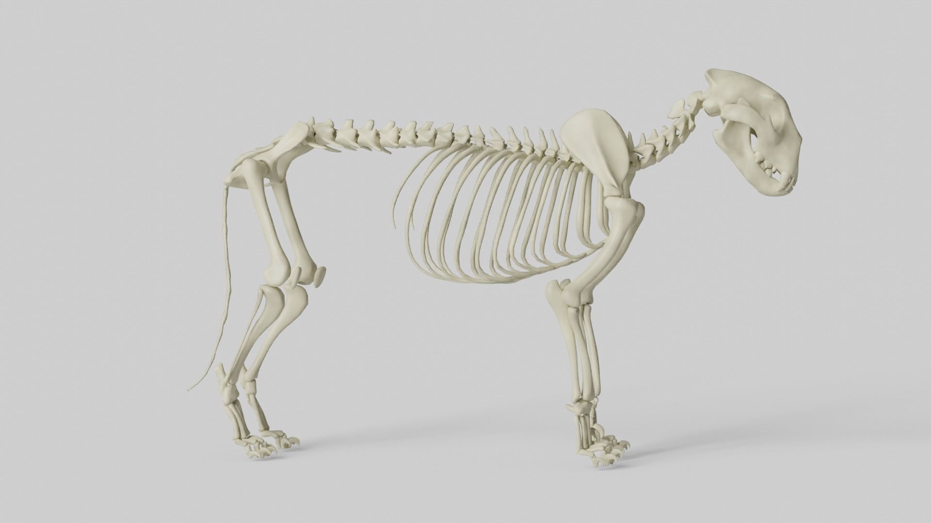 Lion Skeleton 3D model_21