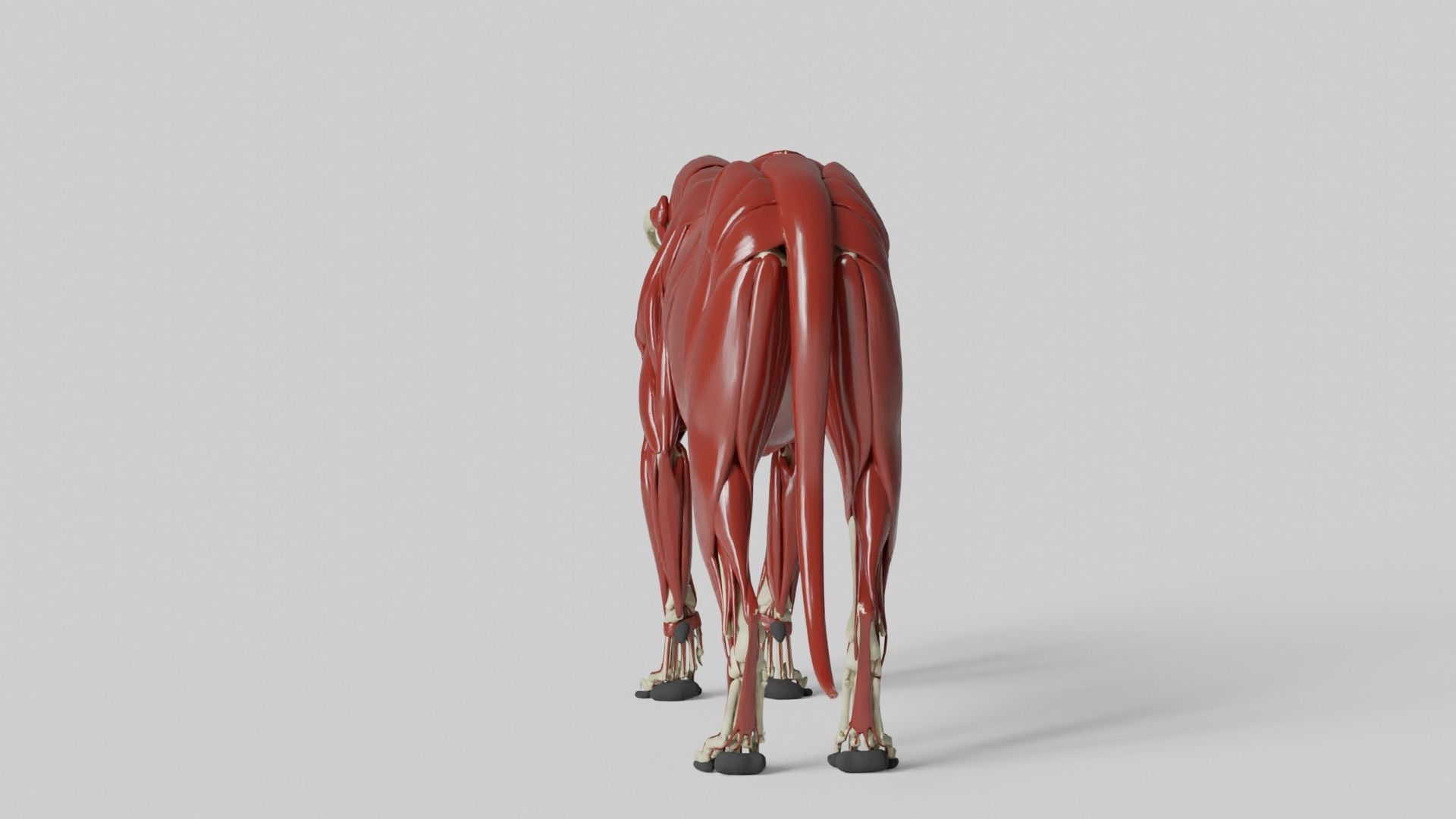 Lion Anatomy 3D model_15
