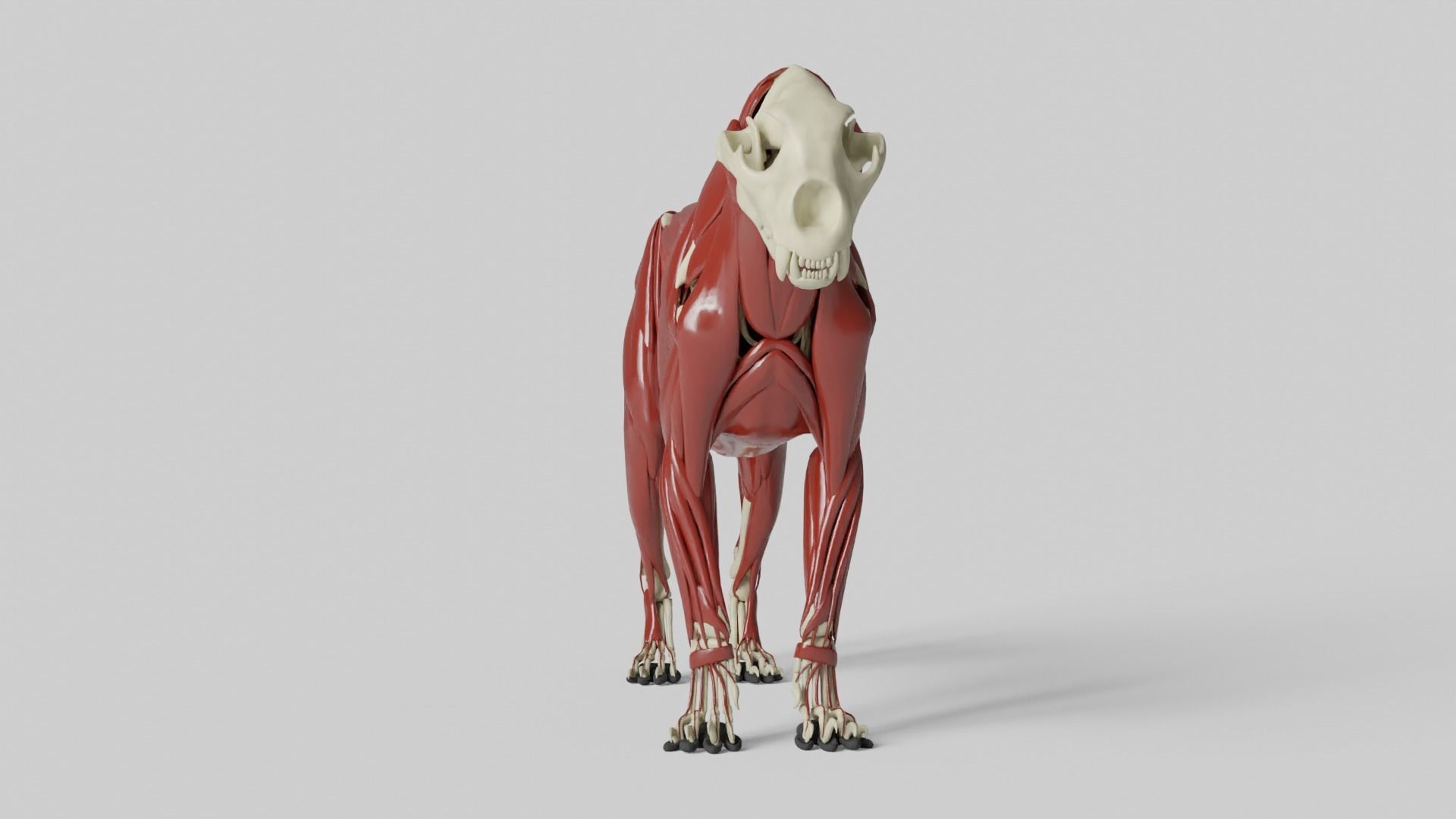 Lion Anatomy 3D model_5