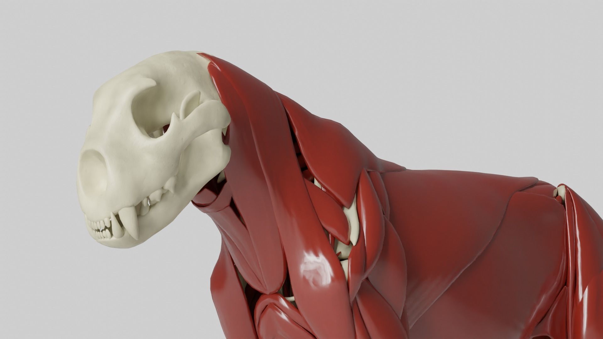 Lion Anatomy 3D model_1