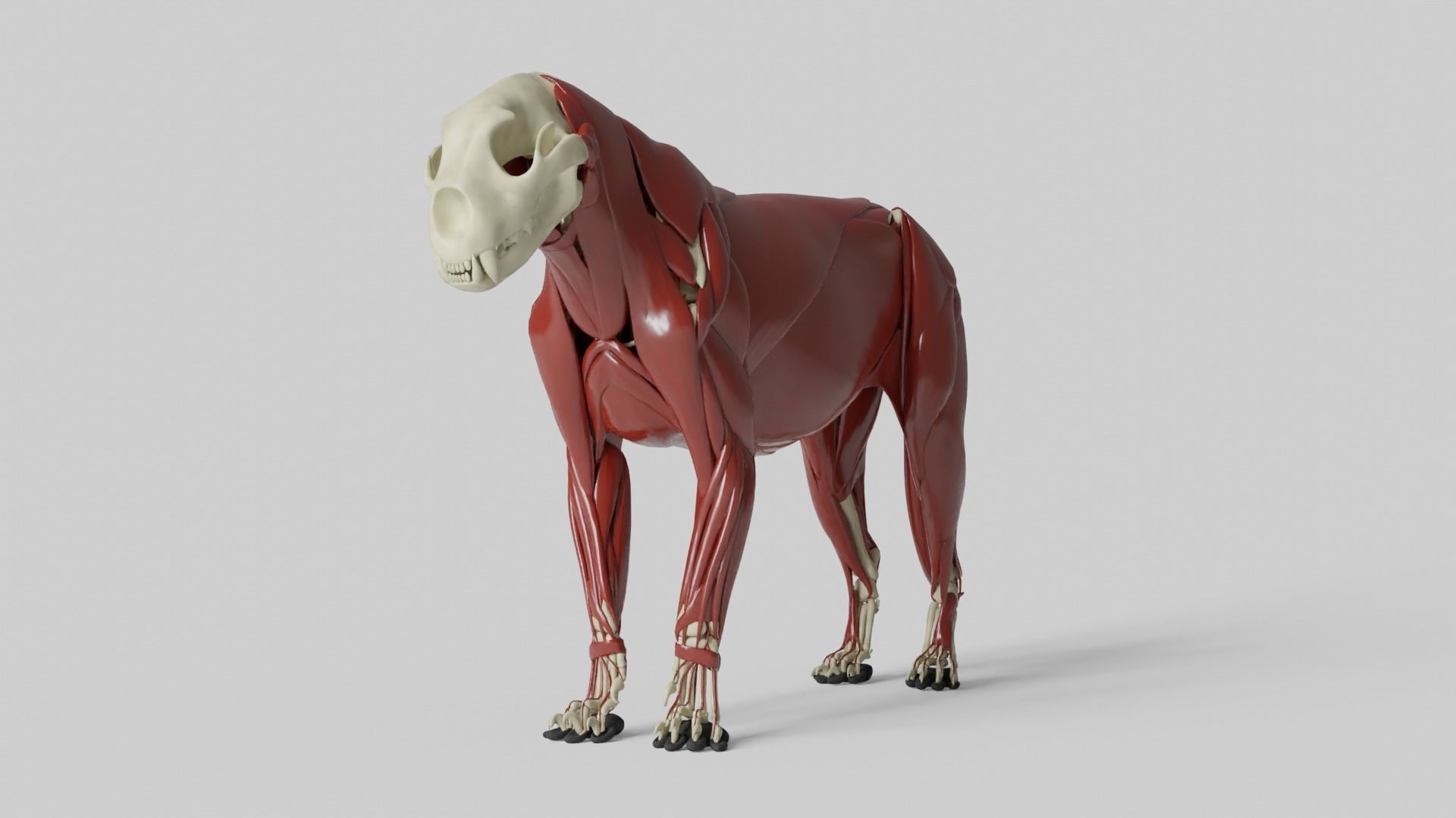 Lion Anatomy 3D model_7