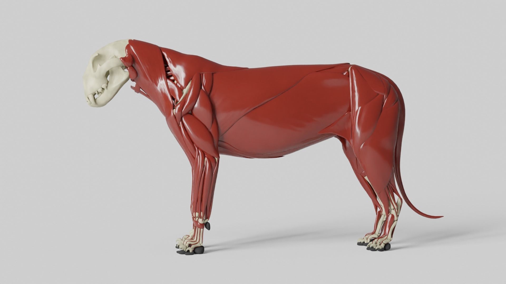 Lion Anatomy 3D model_10