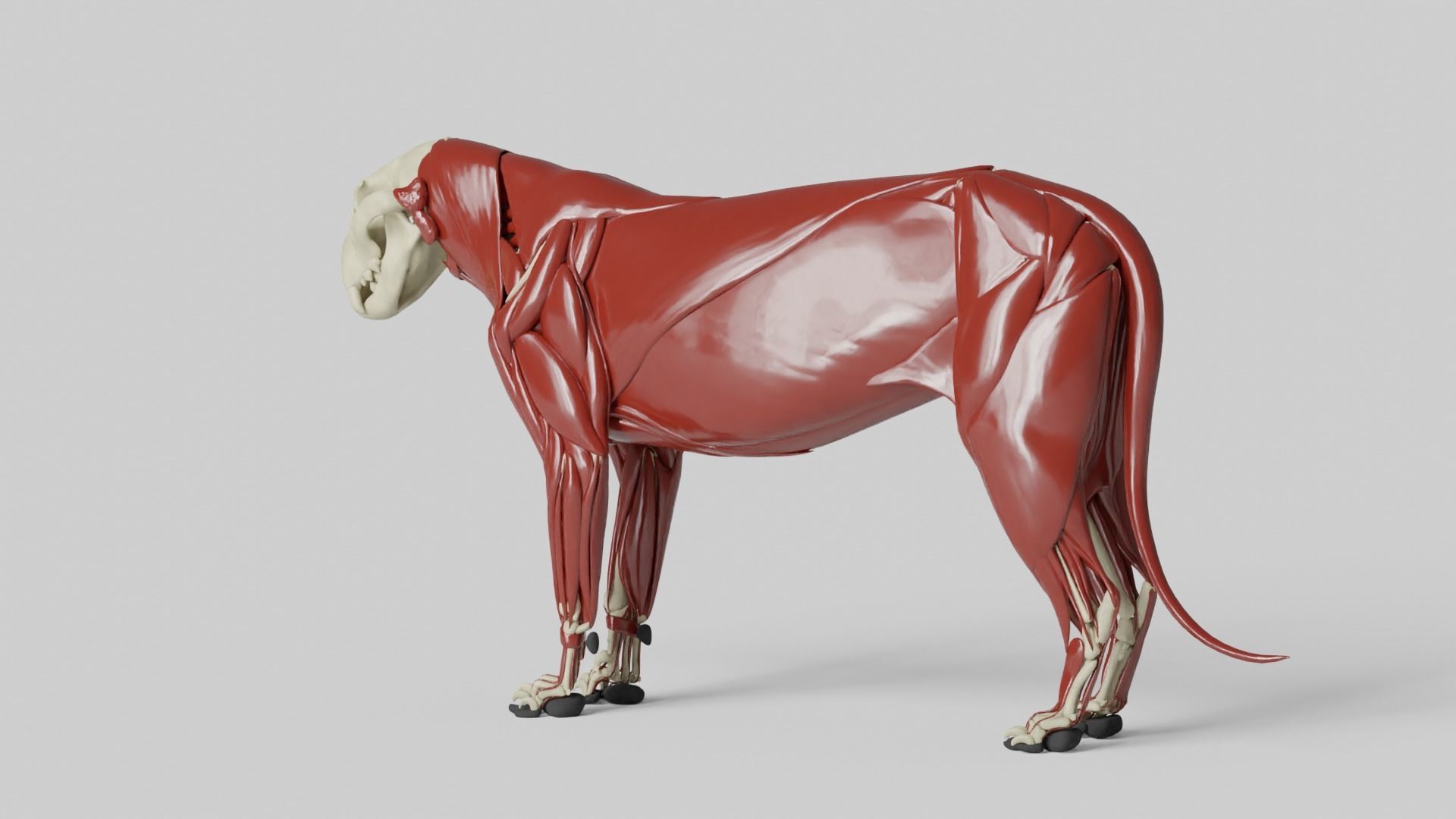 Lion Anatomy 3D model_12