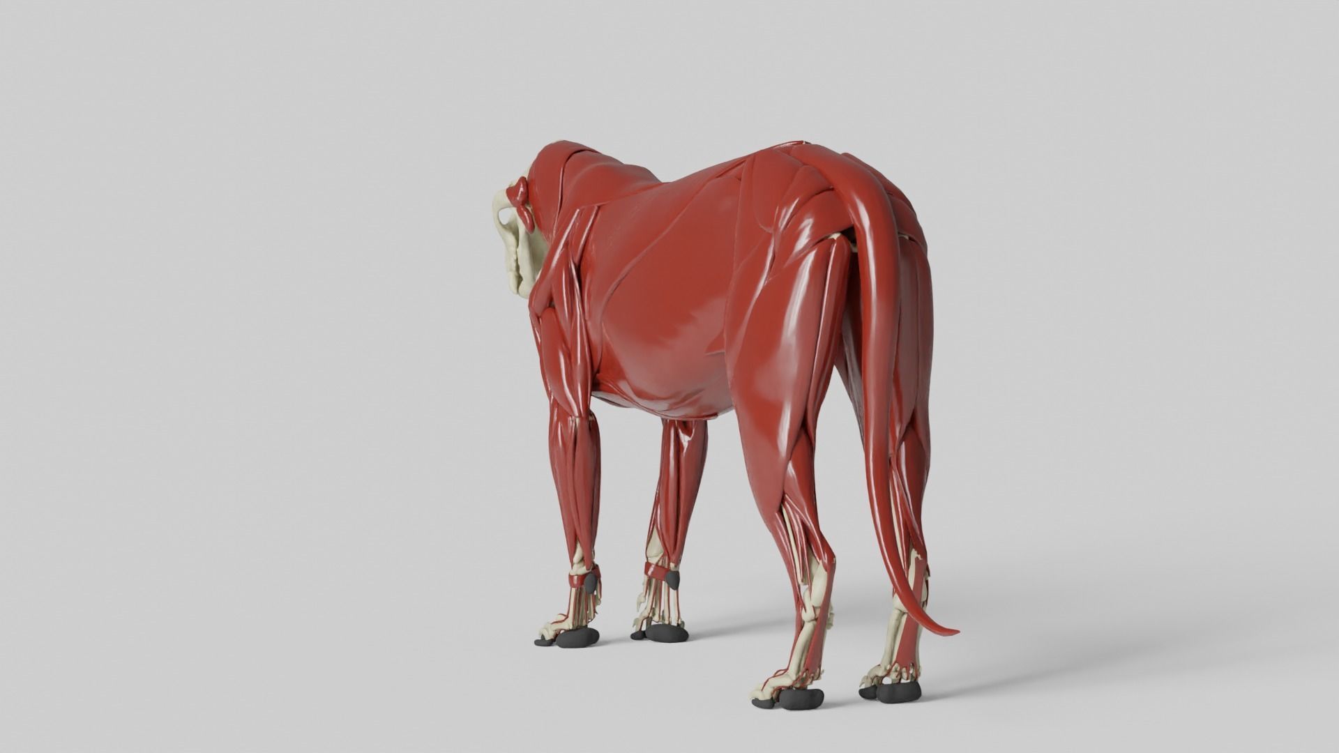 Lion Anatomy 3D model_14