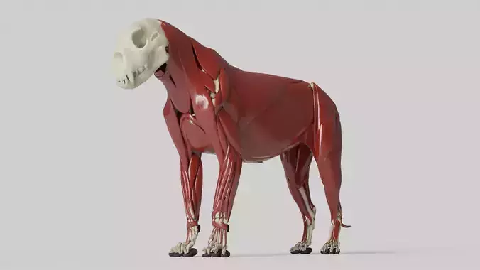 Lion Anatomy 3D model