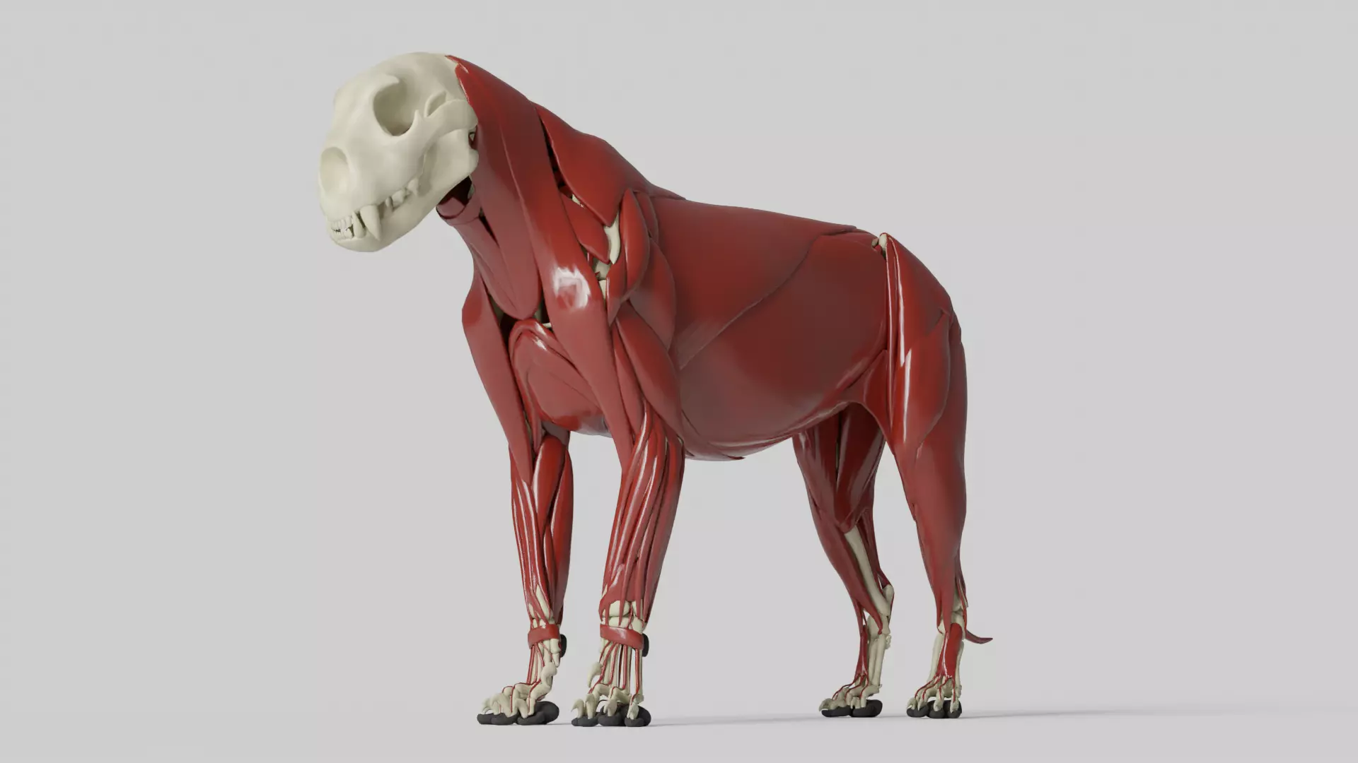 Lion Anatomy 3D model_0
