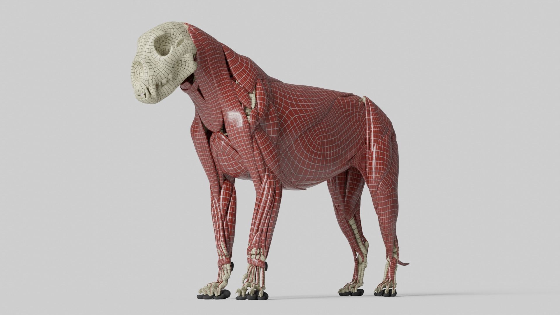 Lion Anatomy 3D model_23