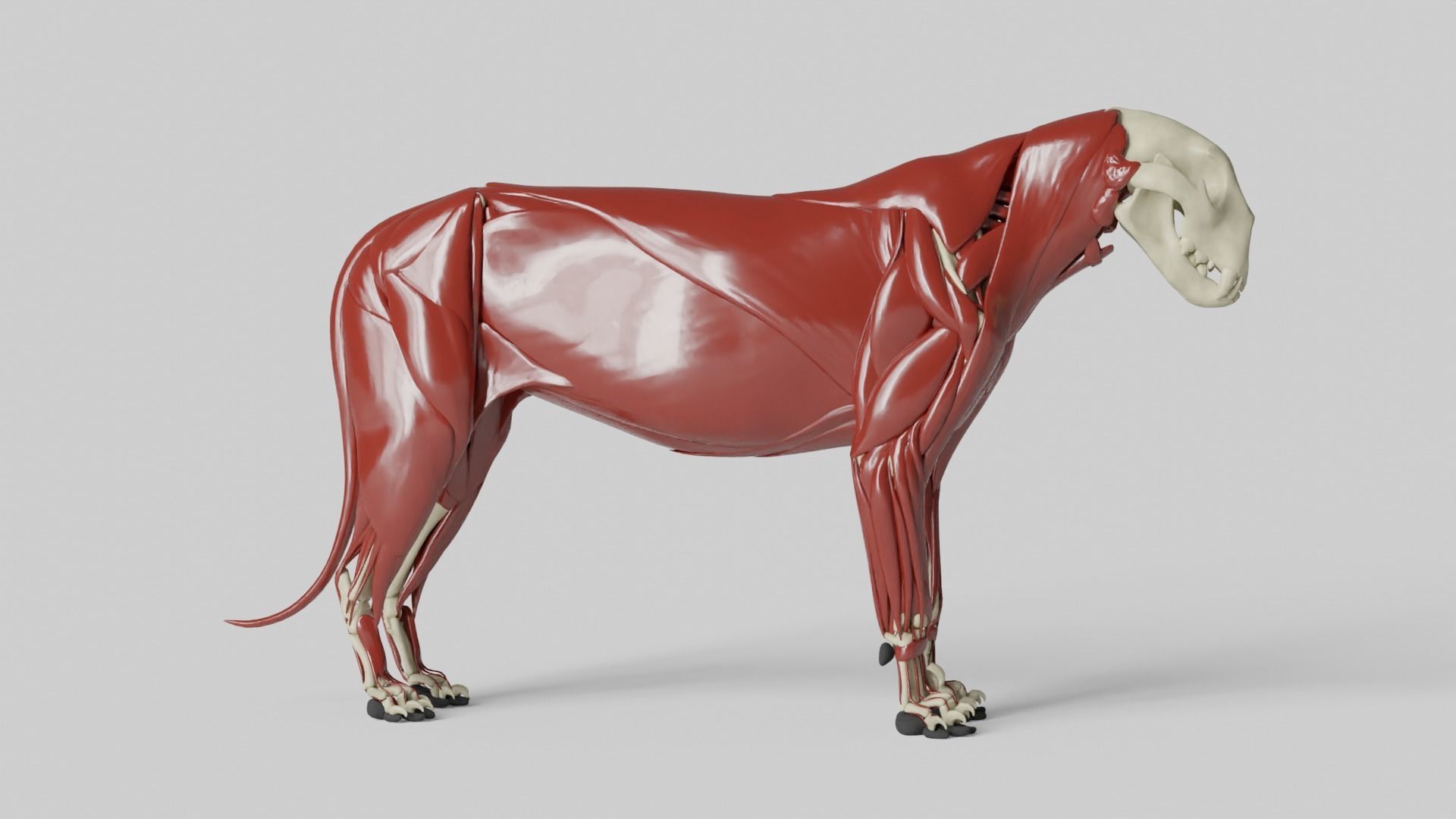 Lion Anatomy 3D model_21