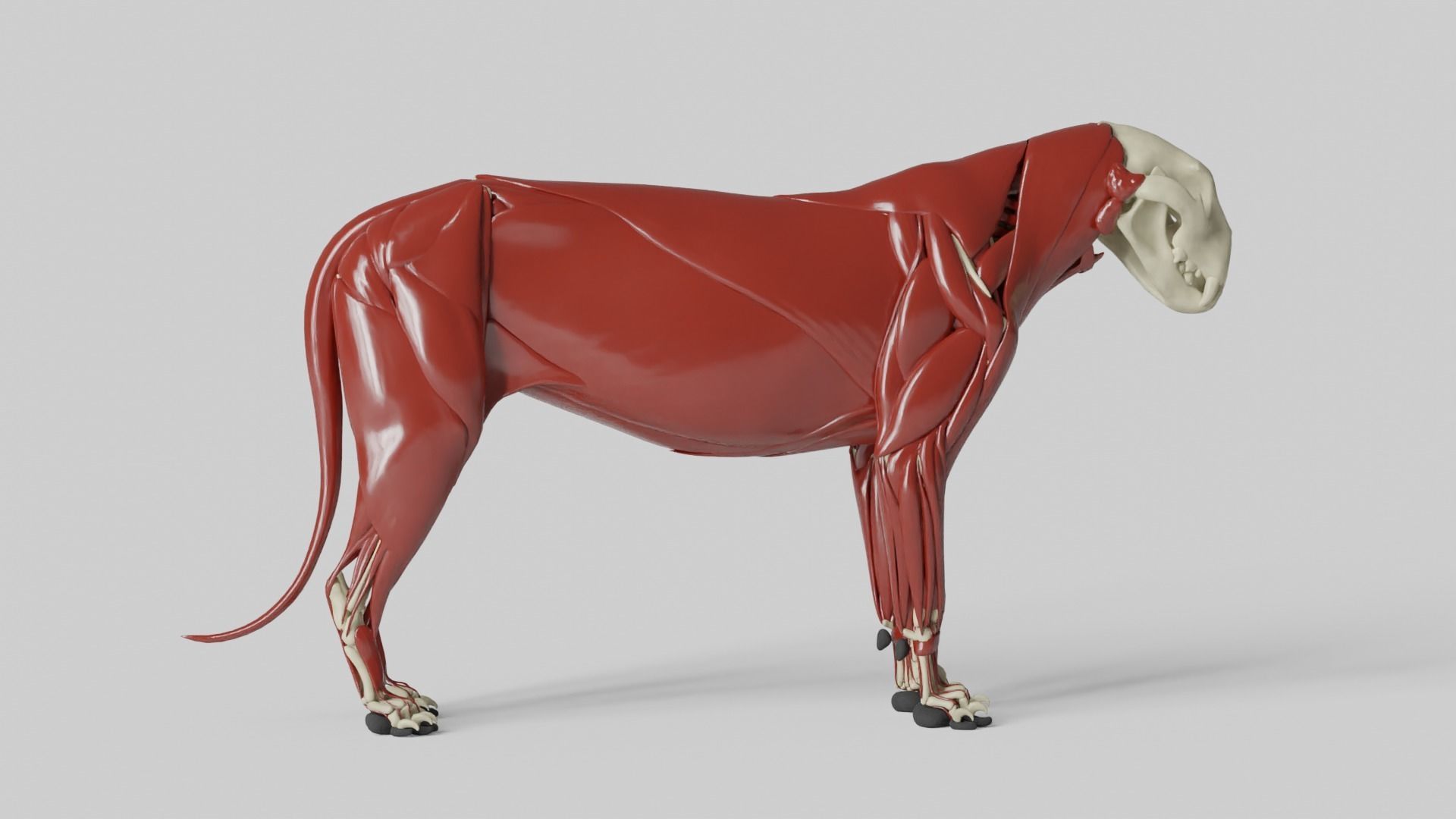 Lion Anatomy 3D model_20