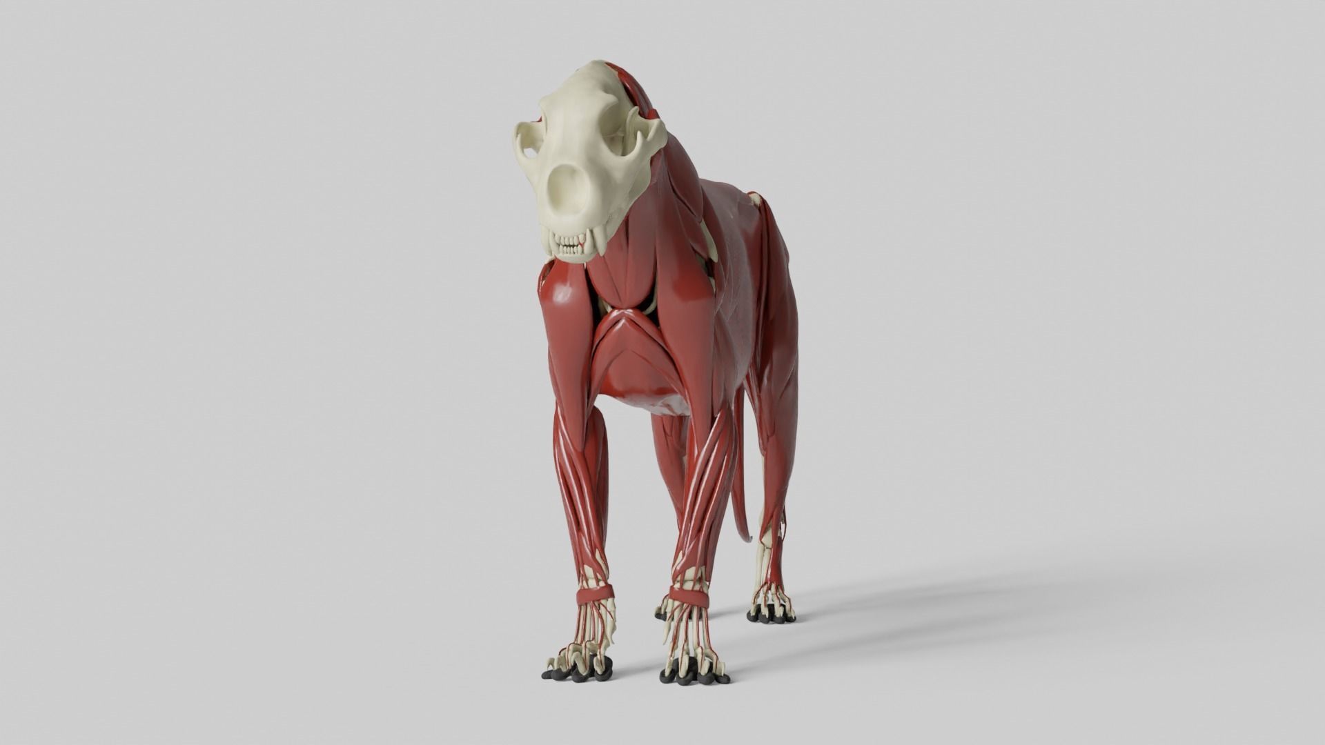 Lion Anatomy 3D model_6