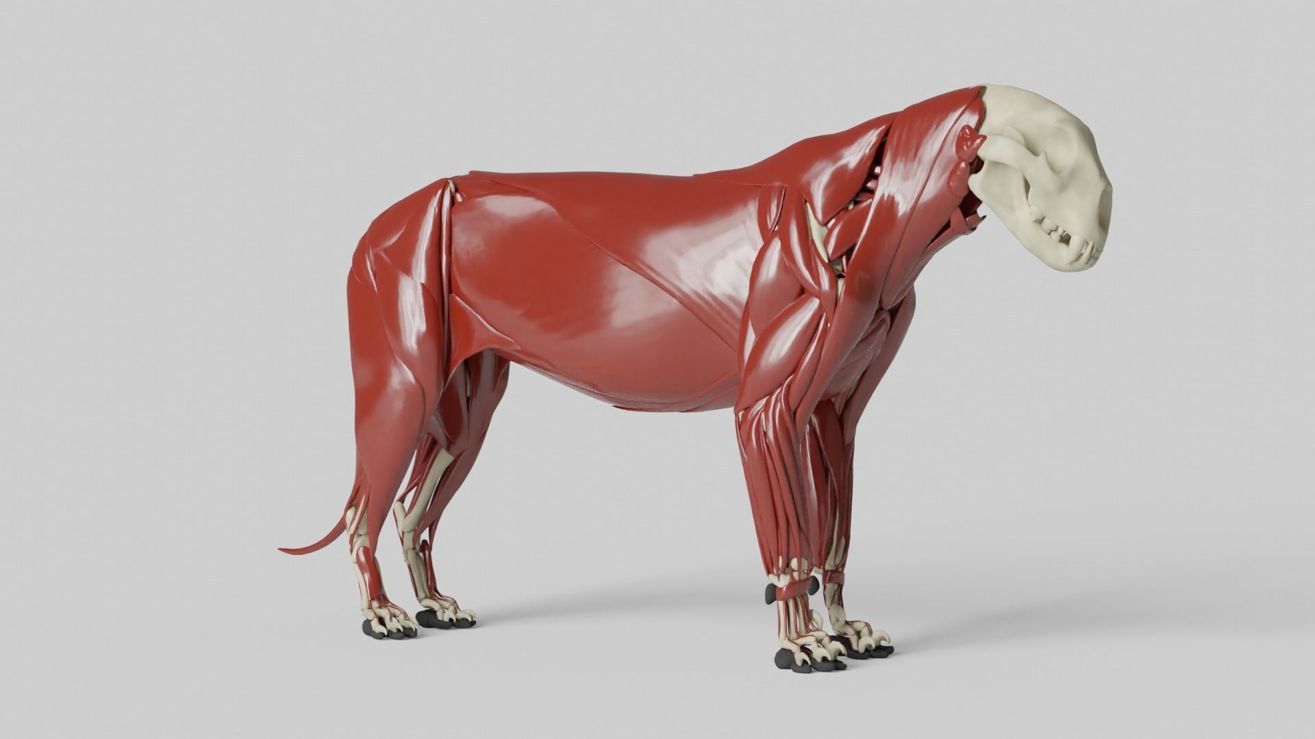 Lion Anatomy 3D model_22