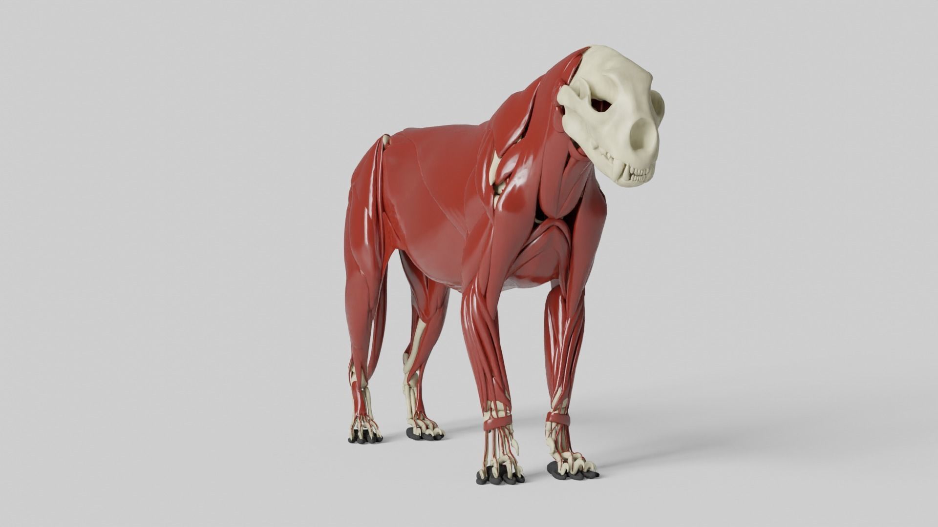 Lion Anatomy 3D model_4