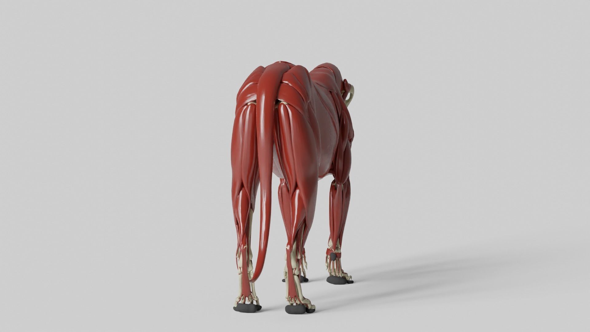 Lion Anatomy 3D model_16