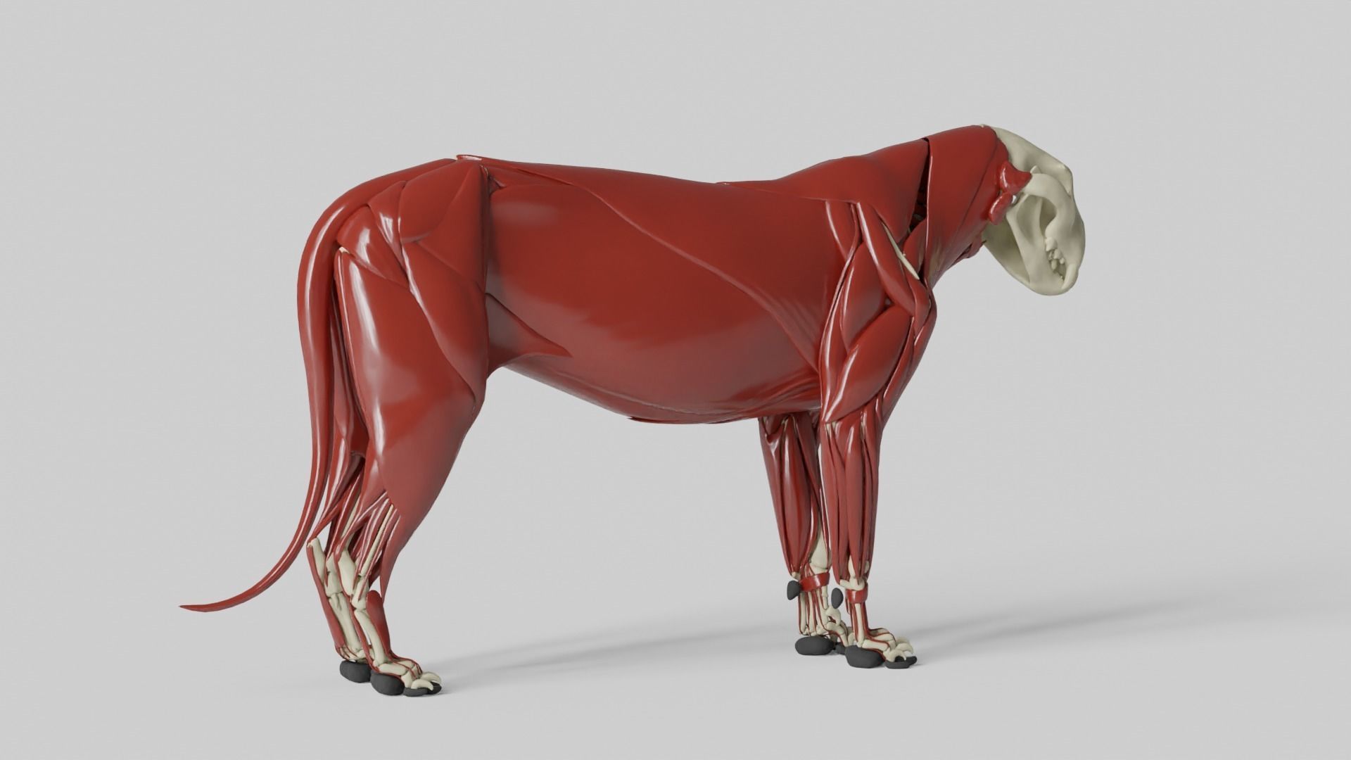 Lion Anatomy 3D model_19