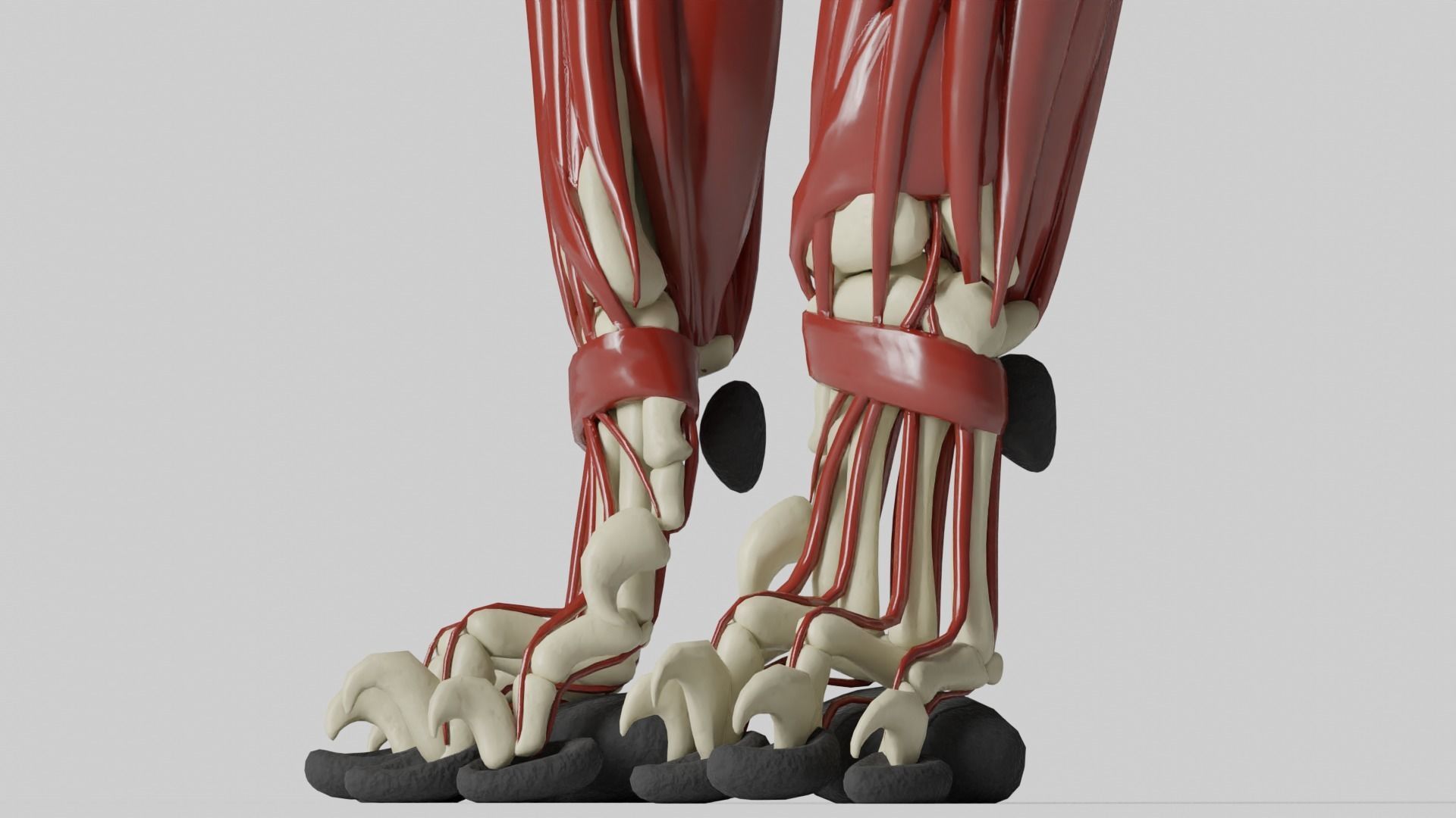 Lion Anatomy 3D model_2