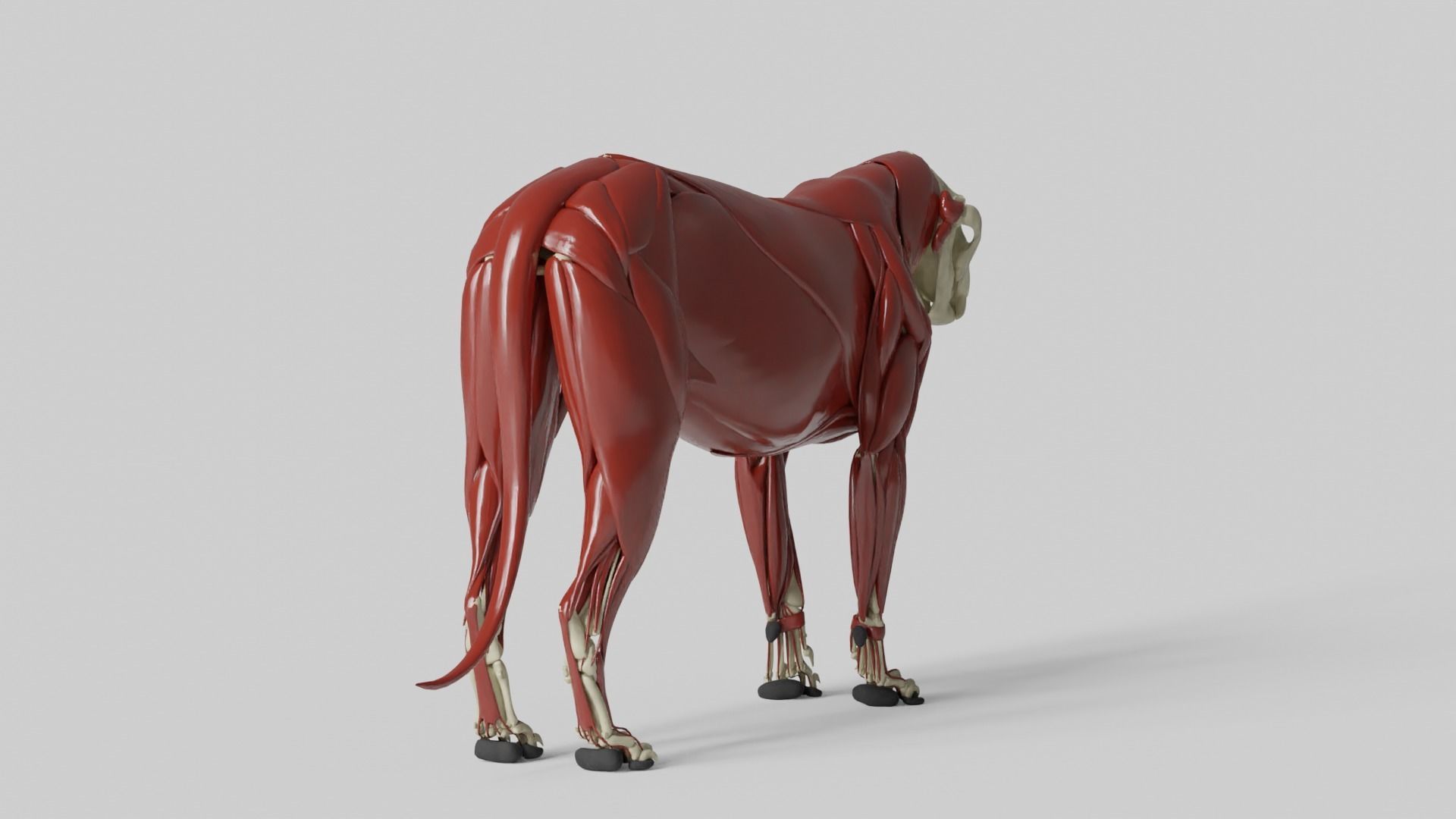 Lion Anatomy 3D model_17