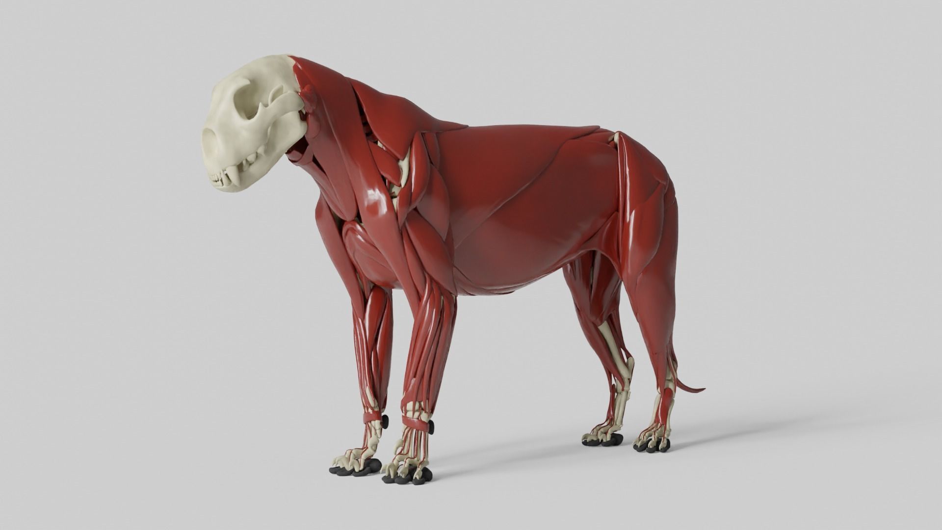 Lion Anatomy 3D model_8