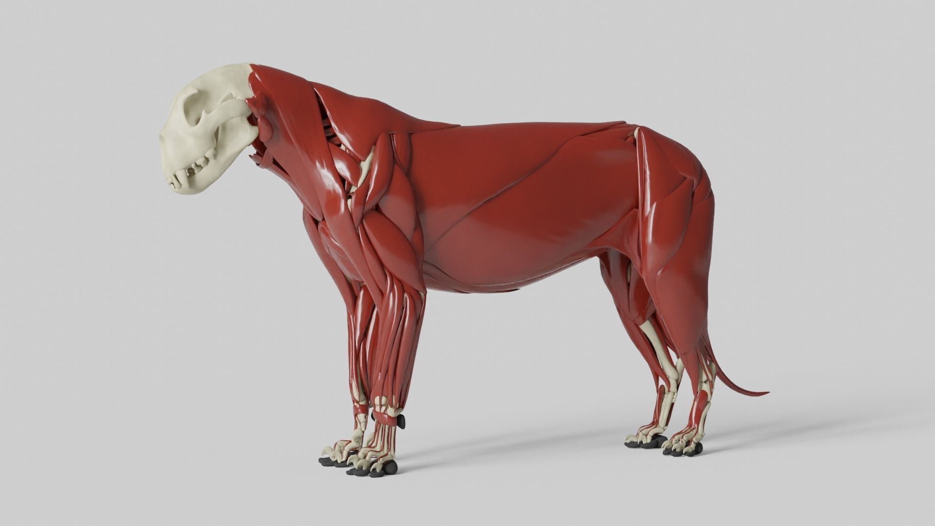 Lion Anatomy 3D model_9