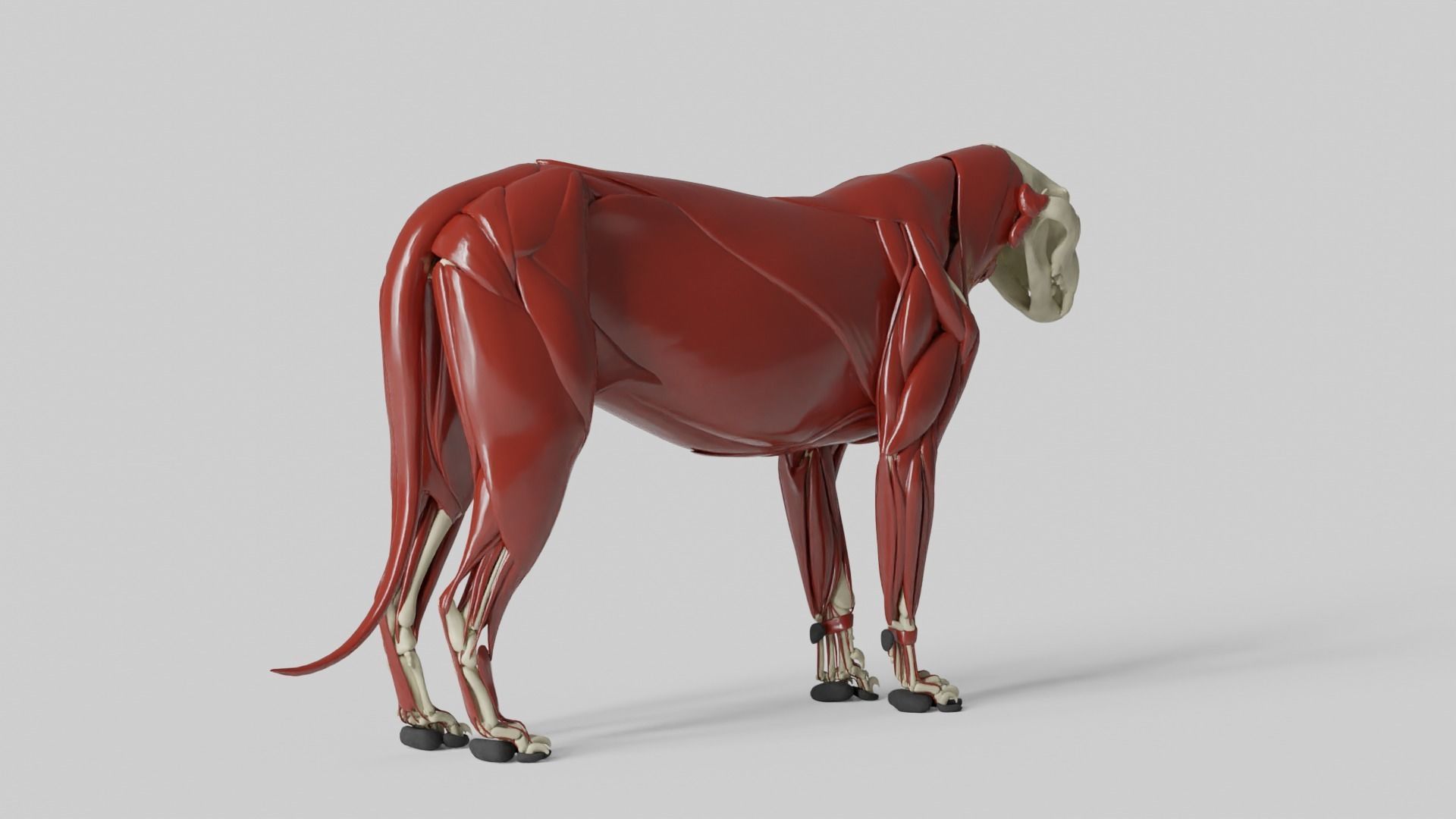 Lion Anatomy 3D model_18