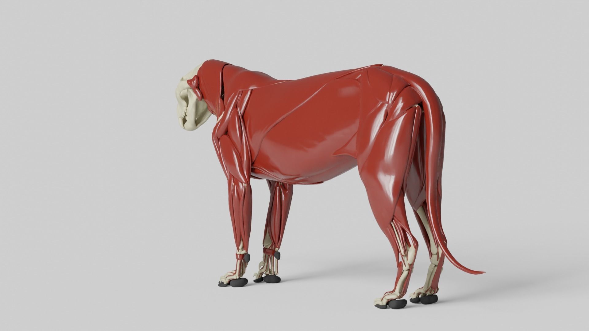 Lion Anatomy 3D model_13