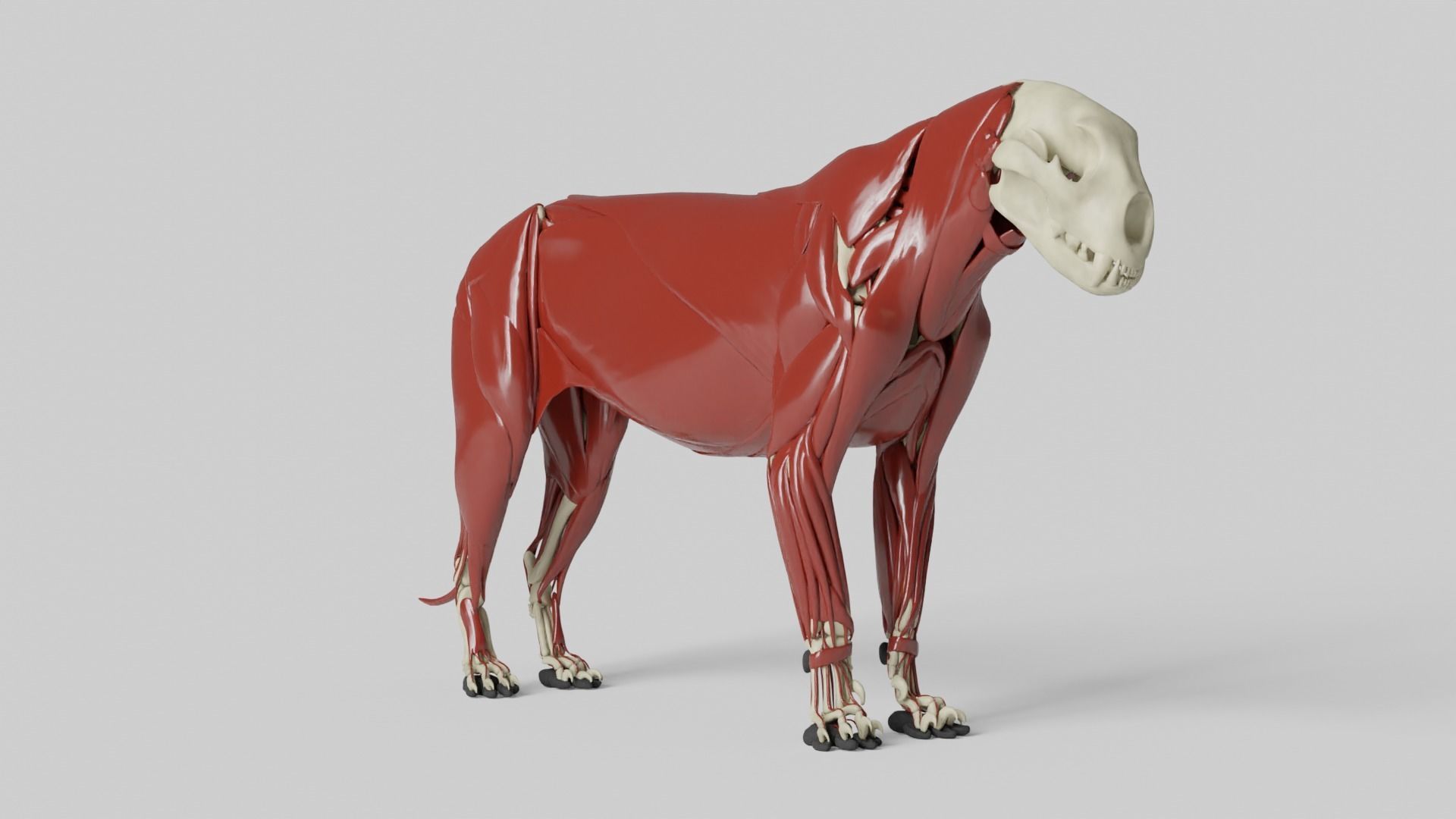 Lion Anatomy 3D model_3