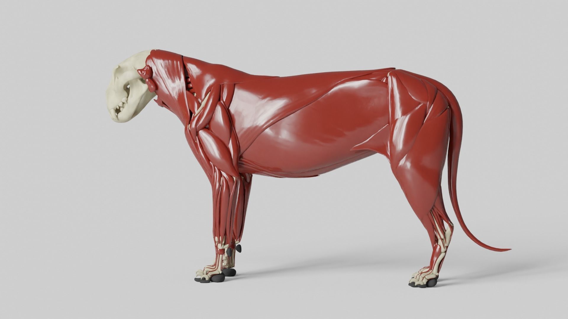 Lion Anatomy 3D model_11