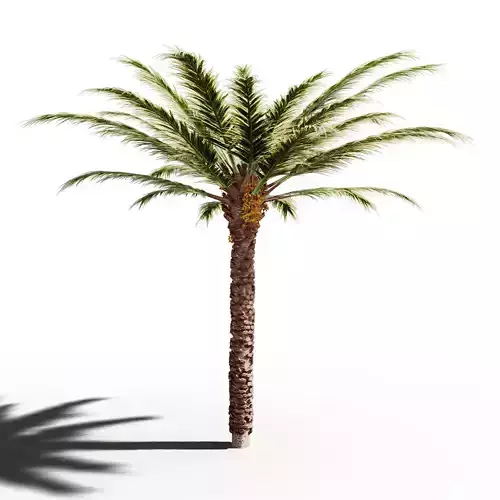 Palm Tree