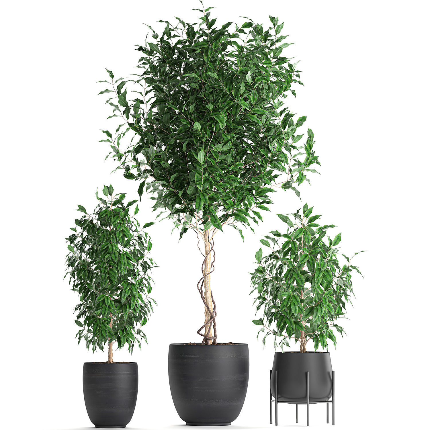 Ficus benjamina trees in a flowerpot for interior design 553 3D model_5