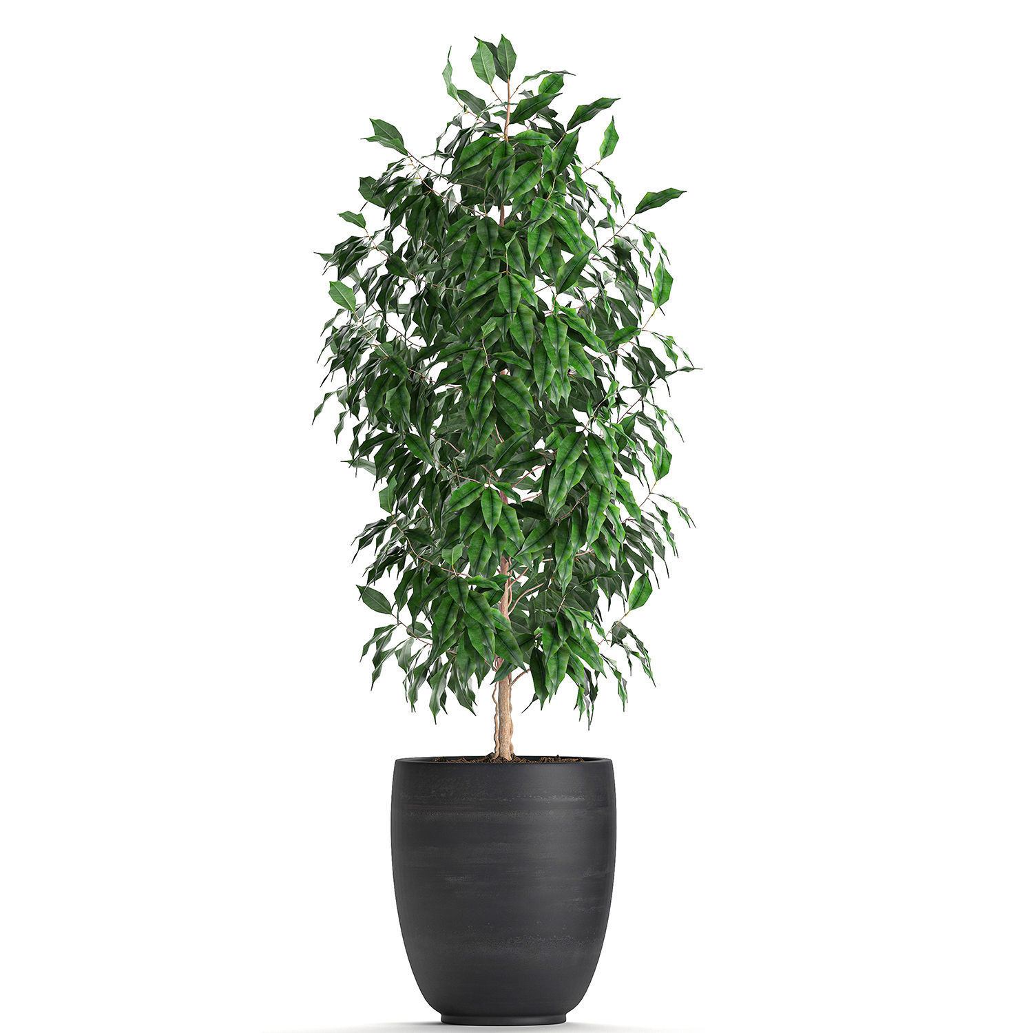 Ficus benjamina trees in a flowerpot for interior design 553 3D model_6