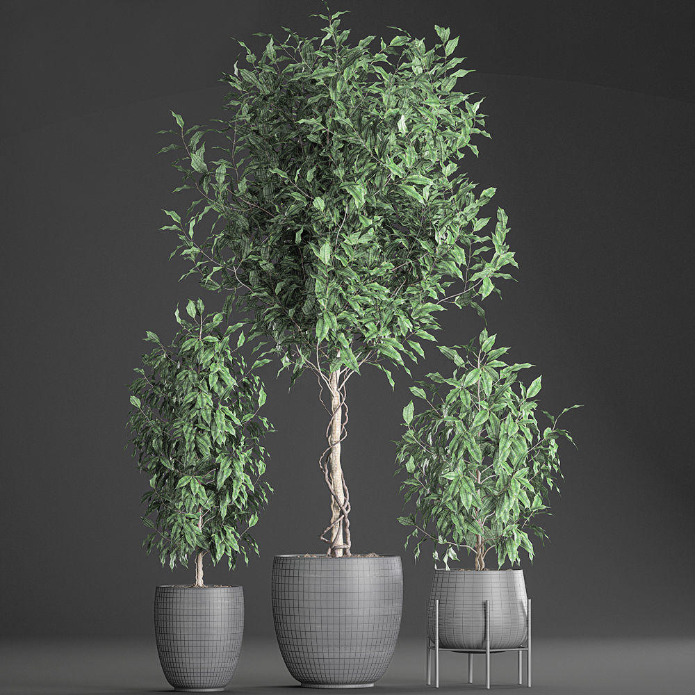 Ficus benjamina trees in a flowerpot for interior design 553 3D model_9