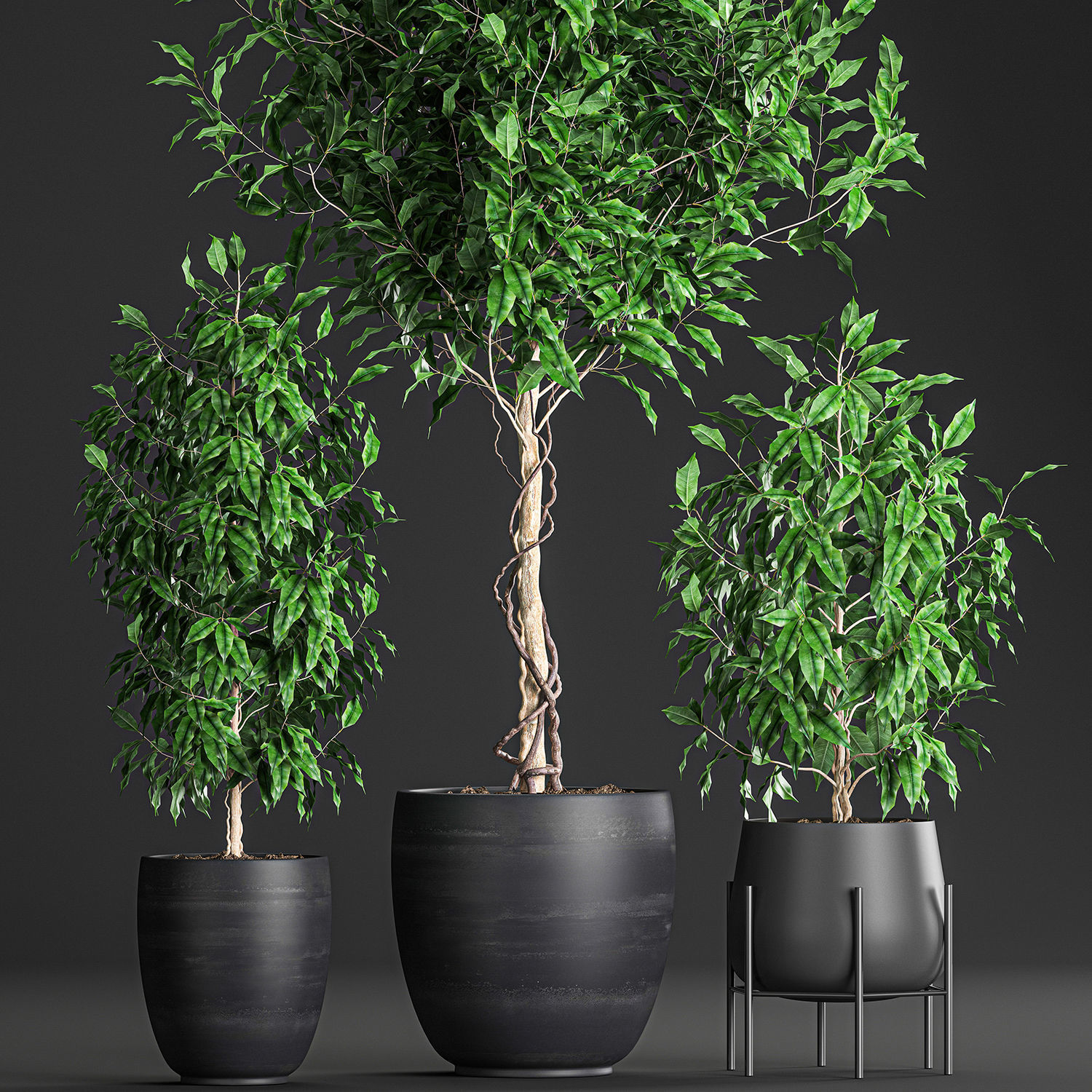 Ficus benjamina trees in a flowerpot for interior design 553 3D model_3