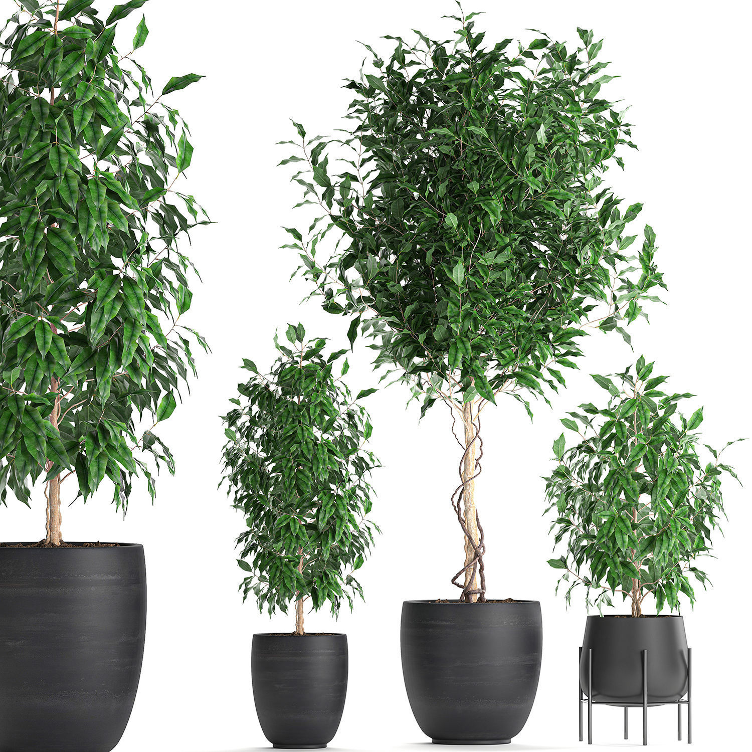 Ficus benjamina trees in a flowerpot for interior design 553 3D model_1