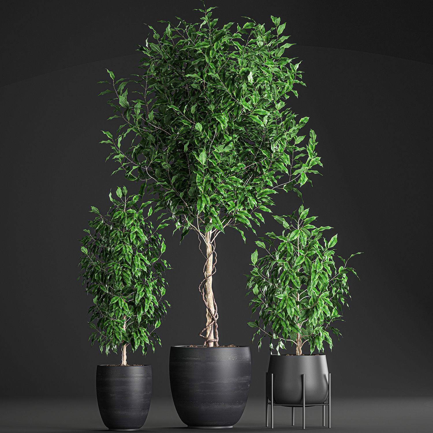 Ficus benjamina trees in a flowerpot for interior design 553 3D model_2