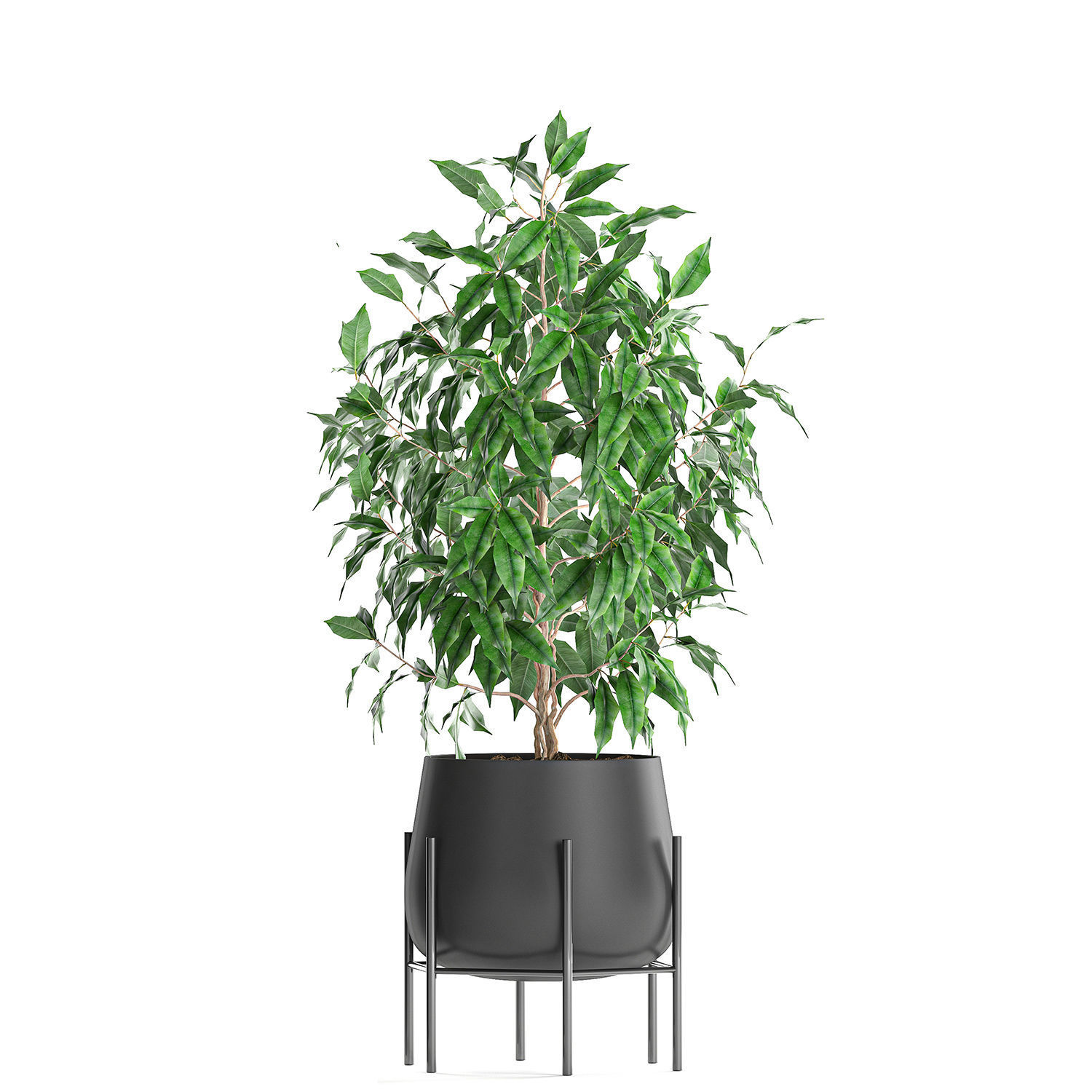 Ficus benjamina trees in a flowerpot for interior design 553 3D model_11