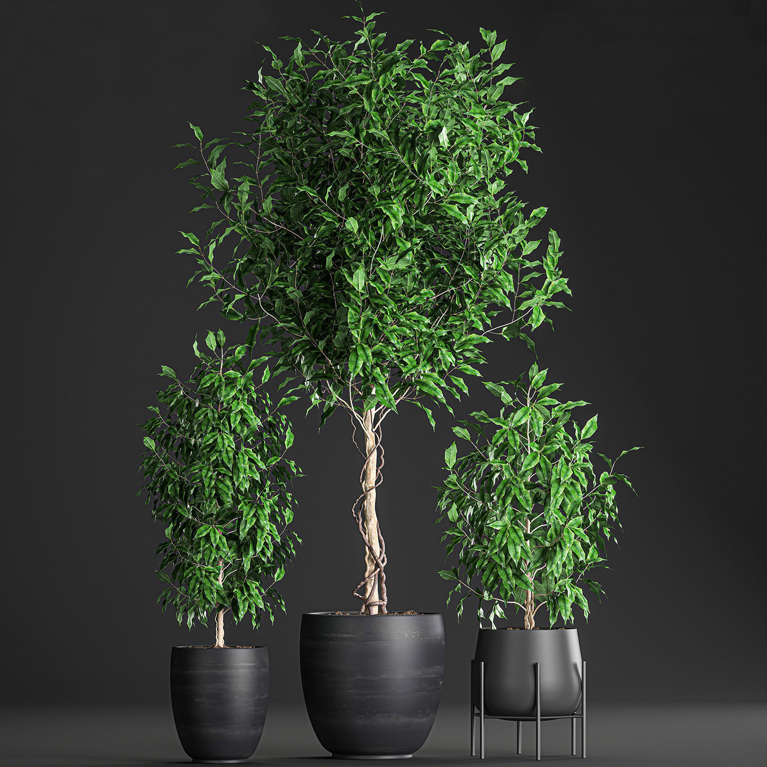 Ficus benjamina trees in a flowerpot for interior design 553 3D model_4