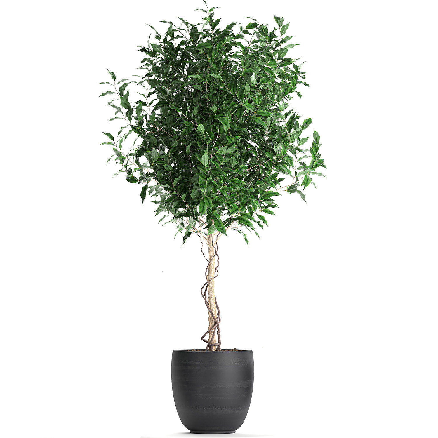 Ficus benjamina trees in a flowerpot for interior design 553 3D model_7