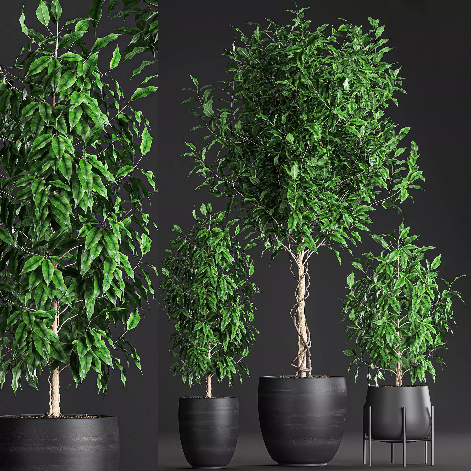 Ficus benjamina trees in a flowerpot for interior design 553 3D model_0