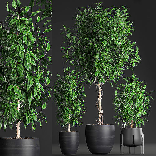 Ficus benjamina trees in a flowerpot for interior design 553 3D model