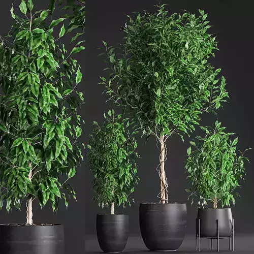 Ficus benjamina trees in a flowerpot for interior design 553 3D model