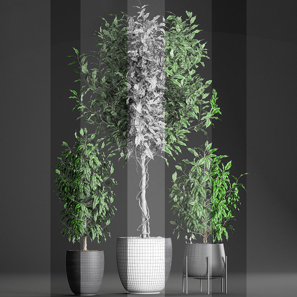 Ficus benjamina trees in a flowerpot for interior design 553 3D model_8