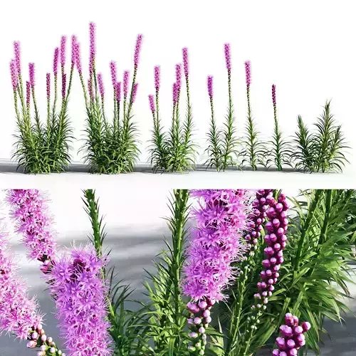 Blazing Star  Liatris spicata